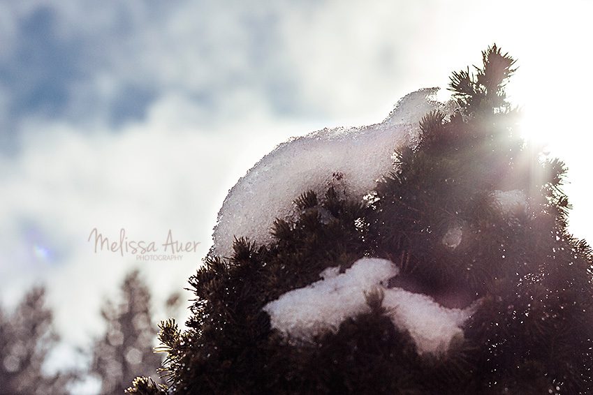 radiance - Melissa Auer Photography 2014