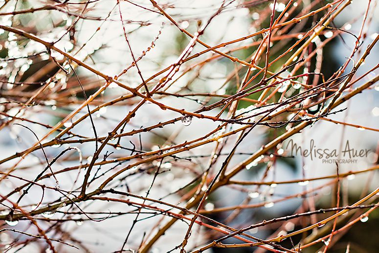 winter's thaw - Melissa Auer Photography 2014
