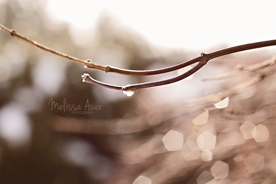 thaw - Melissa Auer Photography 2014